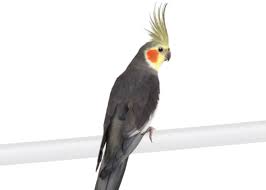 Each different bird is special in its own way. Cockatiel Bird Care Sheet How To Care For A Cockatiel Petco
