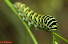 اجمل صور اليرقة صور تحول اليرقة لفراشة Caterpillar Insect Leaf Wallpaper High Def Wallpapers