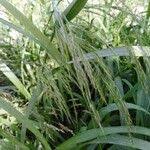 Image result for Eragrostis japonica