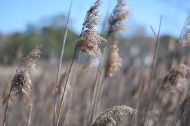 Image result for Phragmites