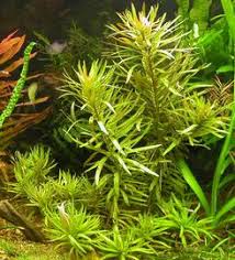 Image result for Nesaea polycephala