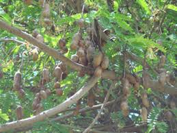 Image result for Tamarindus