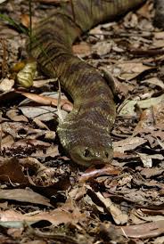 The country is also known for its tropical rainforests and cultural tourism. Ilha De Queimada Grande Also Known As Snake Island Is Located About 90 Miles From The City Of Sao P Reptile Snakes Reptiles And Amphibians Poisonous Snakes