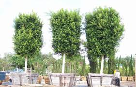 Roots will continue to swell as the plat gets older and with some training can be grown into amazing bonsai. Landscaping Plants Front Yard Landscaping Diy Backyard Landscaping