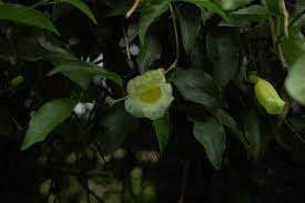 Image result for Hyparrhenia anemopaegma