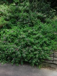 Image result for Indigofera erythrogramma