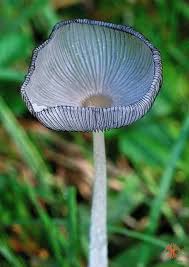 Image result for Coprinus lagopus
