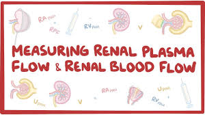 Measuring Renal Plasma Flow And Renal Blood Flow