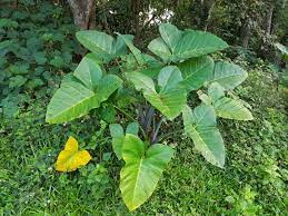 You can chop up a bulb into 10 pieces and each piece will start a new plant. Xanthosoma Sagittifolium Wikipedia