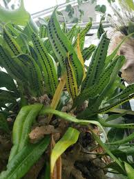 Image result for Elaphoglossum acrostichoides