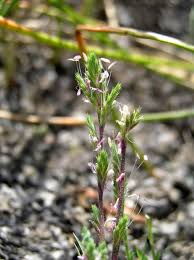Image result for Clutia angustifolia