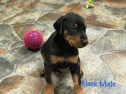 Doberman pinscher information including personality, history, grooming, pictures, videos, and the akc breed standard. Doberman Pinscher Puppy For Sale In Hayesville Nc Adn 68710 On Puppyfinder Com Gender Male Age 4 Doberman Pinscher Puppy Doberman Pinscher Doberman Puppy