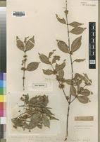 Image result for Cassipourea