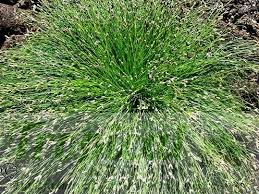 Image result for Isolepis prolifera