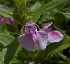 Image result for Impatiens irvingii
