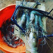Cara Memancing Udang Galah Di Sungai Tata Cara