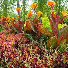 Bird of paradise garden ideas. Garden Ideas Anthony Tesselaar Plants