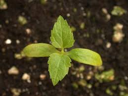 Remember try to stay away from arid or wet, mucky soils. Ohio Weedguide