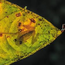 Image result for glass frog