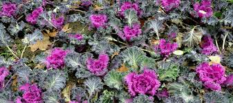 I've used that term three or four times. Add Color To Your Yard With Texas Winter Flowers Abc Blog