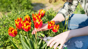 Tulpen sind seit langem eine beliebte wahl für gärten und schnittblumen. Tulpen Schneiden So Geht S Richtig Brigitte De