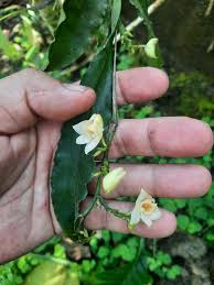 Image result for Polystachya caloglossa