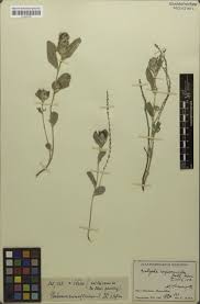 Image result for Acalypha caperonioides