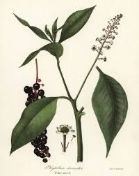 Image result for Phytolacca