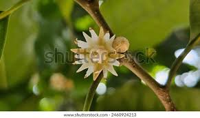 Image result for Mimusops