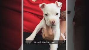 Classic type and standard type. It Breaks My Heart Pit Bull Puppy Stolen From Virginia Home