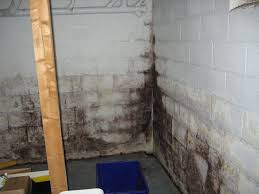 Common areas to test for black mold are basements, crawlspaces, bathrooms and kitchens where moisture and condensation may gather regularly. Mold In Your Basement Lemont Il Everdry Waterproofing Of Illinois