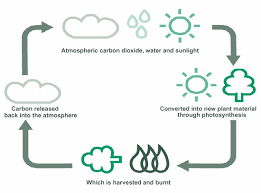 They are called cycles because matter is always conserved and because elements move to and from major pools. Https Www Firelandsschools Org Downloads Biogeochemical Cycles Webquest1 Pdf