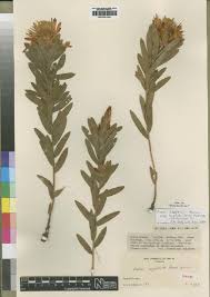 Image result for Cyphia lasiandra