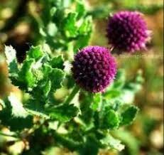 Image result for Sphaeranthus gomphrenoides