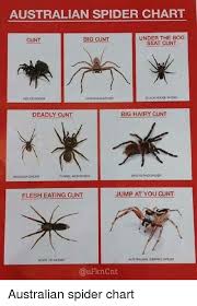 Australian Spider Chart Under The Bog Big Cunt Cunt Seat