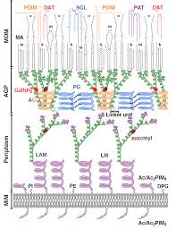 Impact of ocean warming and ocean acidification on asexual reproduction and statolith formation of the symbiotic jellyfish cotylorhiza tuberculata. The Cell Surface A New Interdisciplinary Journal On Cell Wall Biology News The Cell Surface Journal Elsevier