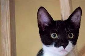 Tiere suchen ein neues zuhause. Bentheimer Katzen Suchen Ein Neues Zuhause