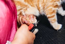 A study reported in the september 1, 2002 issue of the journal of the american veterinary association by mison, et al. How To Declaw A Cat At Home Petfinder