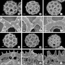Image result for Bothriocline quercifolia