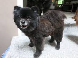 Black And Tan Corgi Mix Pin On Dog Stuff