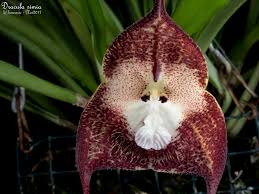 Monkey-Face Orchid (Dracula simia ...
