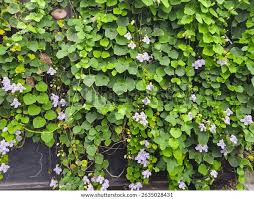 Image result for Thunbergia grandiflora
