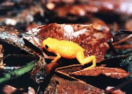 Image result for Brachystephanus