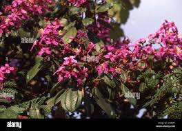 Image result for Dichaetanthera