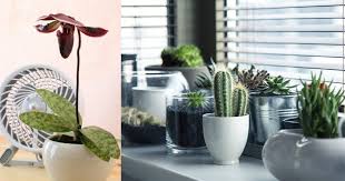 Just throw them in the basket with whatever seasoning you'd like and let them toast until they're golden and start making popping noises. 5 Vital Tips To Improve Air Circulation For Houseplants Balcony Garden Web