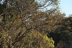 Image result for Senna singueana