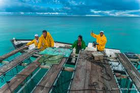 Accostage Du Kau Au Ponton De La Ferme Perliere Pearl Farm Tahiti Archipelago