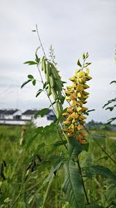 Image result for Crotalaria trichotoma