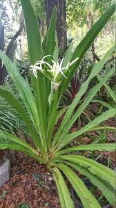 Though it's moderately drought tolerant, this plant can take moist conditions occasionally. 2 Queen Anne Giant Crinum Lily Seedlings Crinum Asiaticum Etsy
