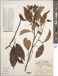 Image result for Allophylus africanus